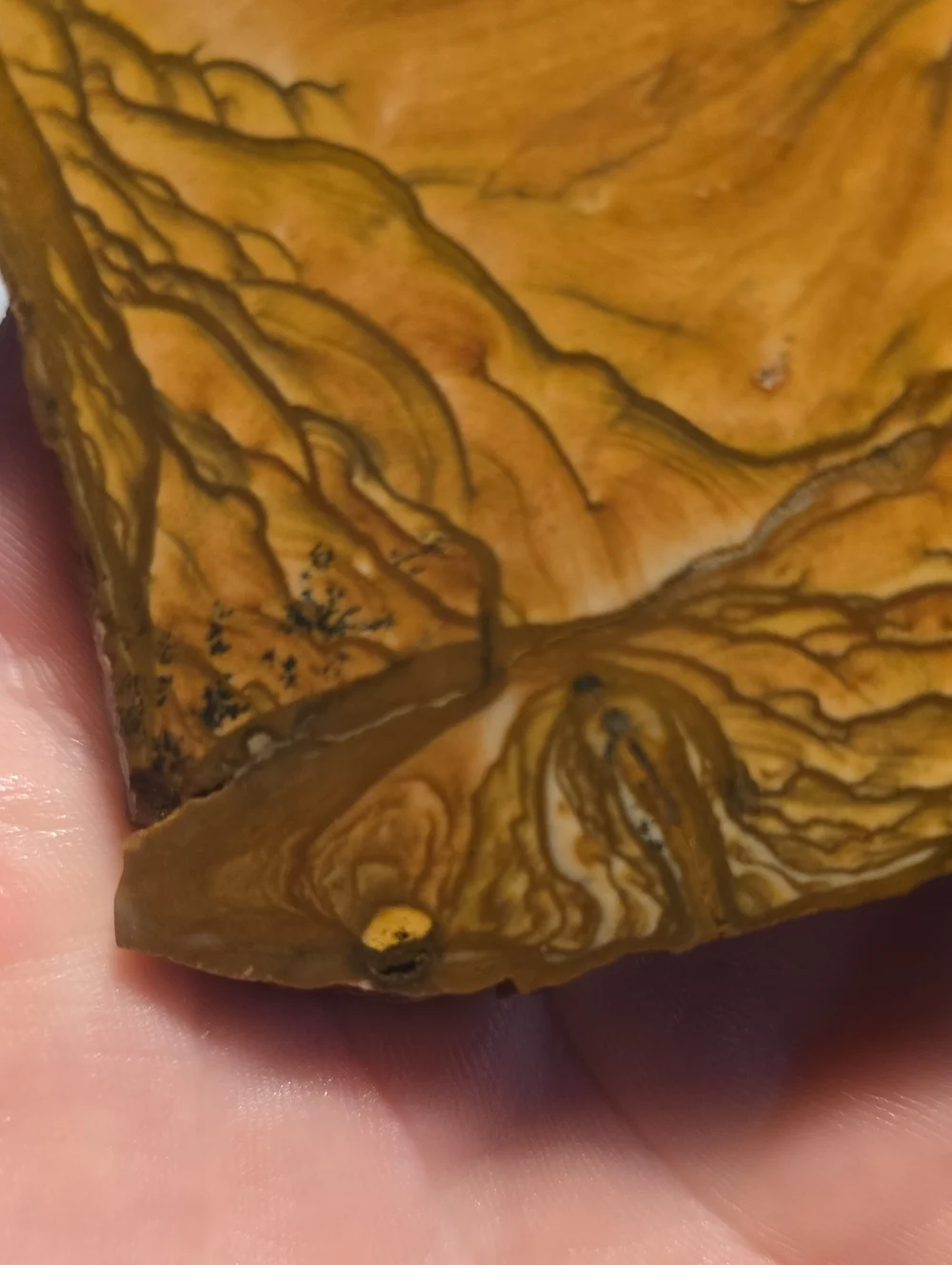 Old Stock Biggs Oregon Picture jasper Slab 147.49g